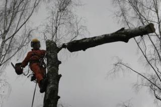 Спил деревьев.Аренда автовышек.Услуги разнорабочих грузчиков232-70-31Киев