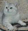 Британский кот окраса серебристая шиншилла. ns-11 (ВЯЗКА)
