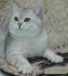 Британский кот окраса серебристая шиншила.