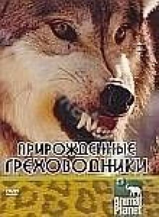 Продам DVD 'Animal Planet: Прирожденные греховодники'