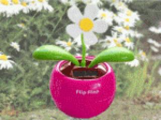 Солнечный цветок Flip Flap.