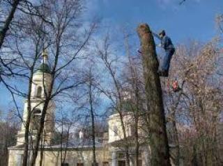 удаление деревьев