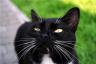Черно-белая кошка Маруся, настоящая Королева, ищет свой дом